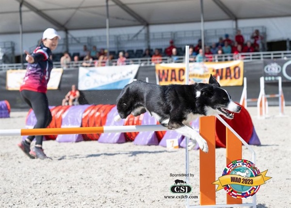 Stefanie Rainer Seminar- Young Dogs