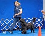 AKC Rally Trial