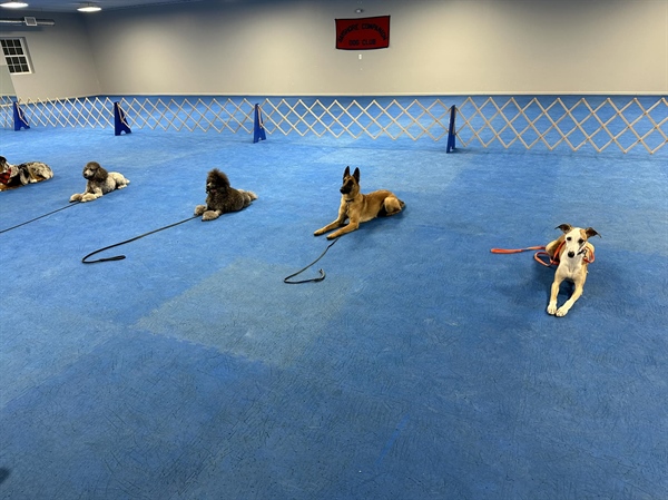 Obedience Match