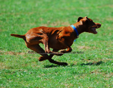 AKC CAT Trial