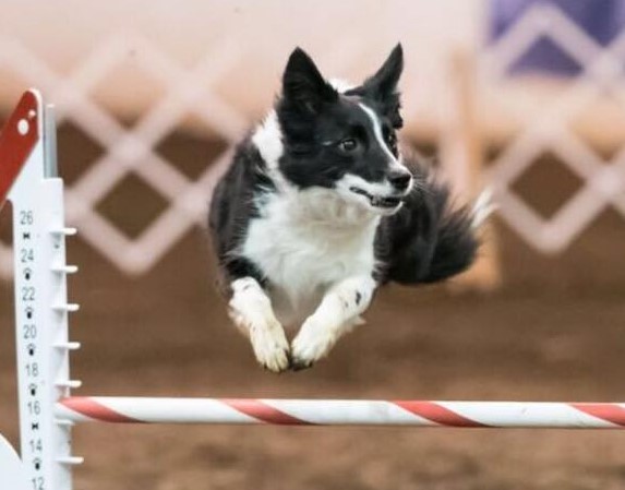 AKC Agility