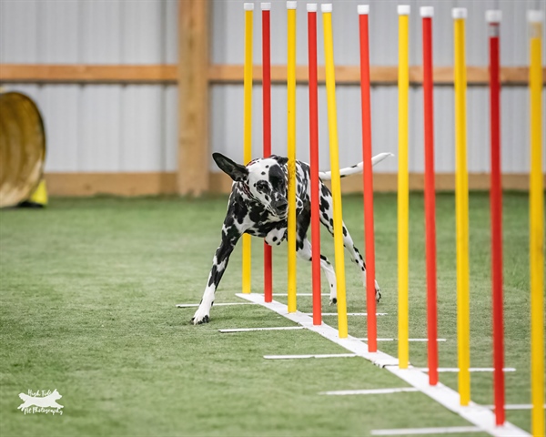 UKI Agility Trial