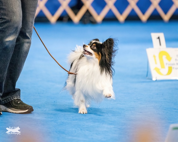 AKC OBEDIENCE AND RALLY TRIAL