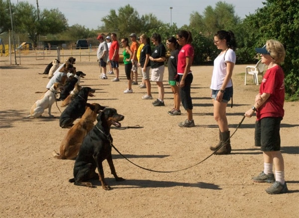 Obedience Match