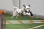 AKC AGILITY TRIAL