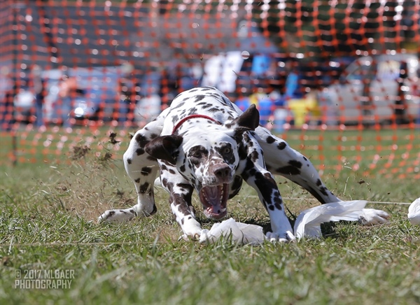AKC Fast Cat Trial