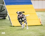 UKI Agility Trial
