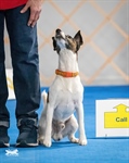 AKC Rally Trial - 2 consecutive trials
