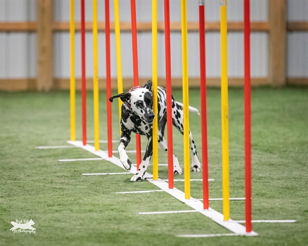 AKC AGILITY TRIAL BCDC