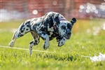 AKC FAST CAT TRIAL