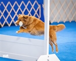 AKC Obedience Trial
