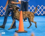 AKC Obedience Trial - Double Novice