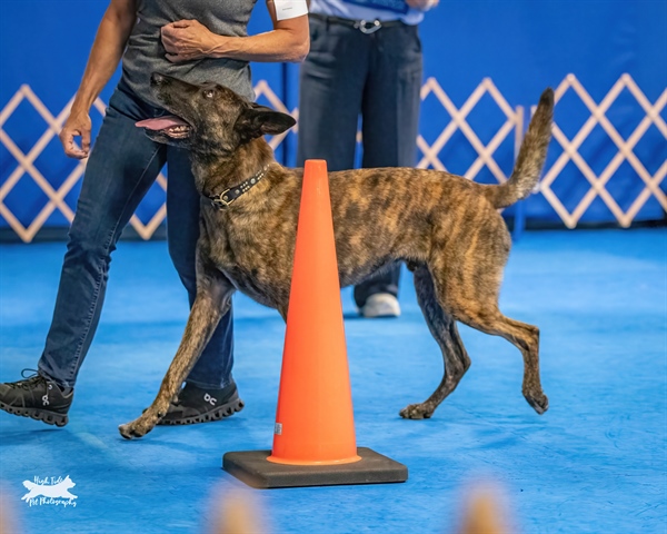 AKC Obedience Trial - Double Novice