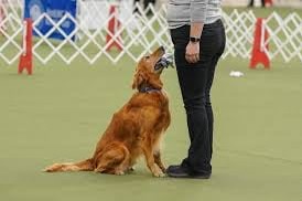 AKC Obedience Trial