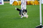 AGILITY TRIAL BCDC