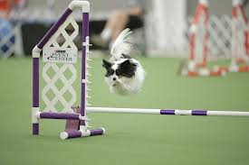 AGILITY TRIAL BCDC