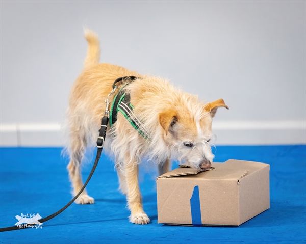 AKC Scent Work Trial