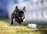 AKC Fast CAT