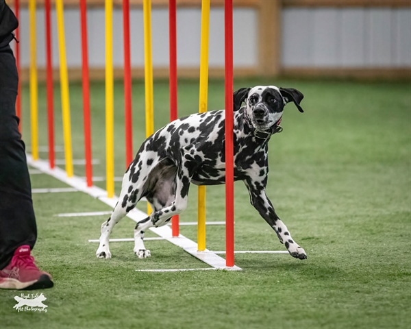 AKC Agility Trial