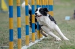 UKI Agility Trial