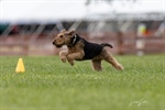 AKC CAT