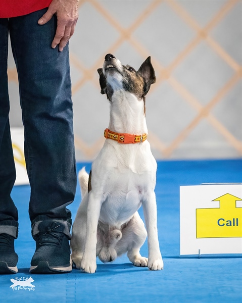 AKC Rally Trial - 2 consecutive trials