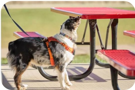 AKC Scent Work Trial
