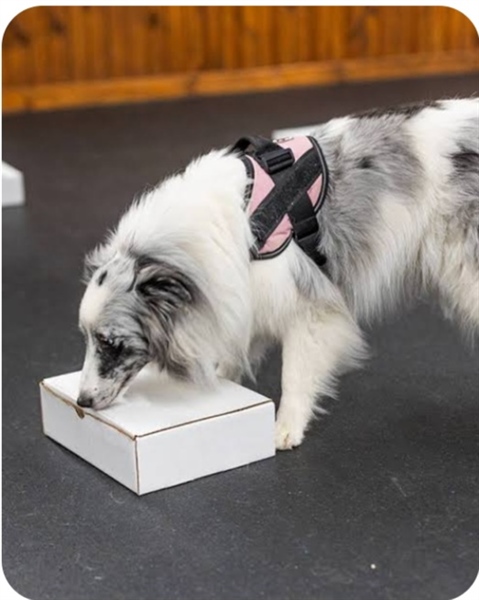AKC Scent Work Trial