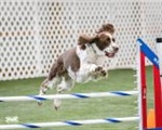 AKC Agility Trial