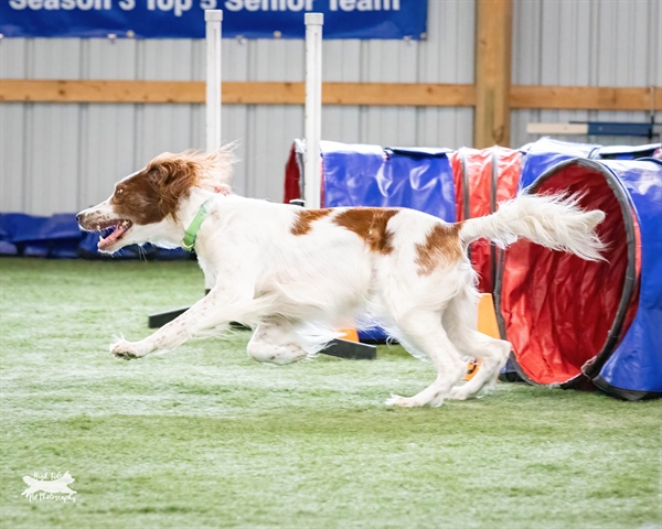 AKC Agility Trial