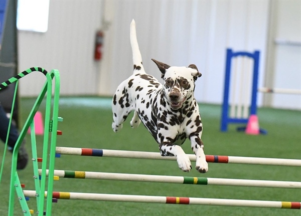 AKC Agility Trial