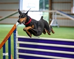 AKC Agility Trial