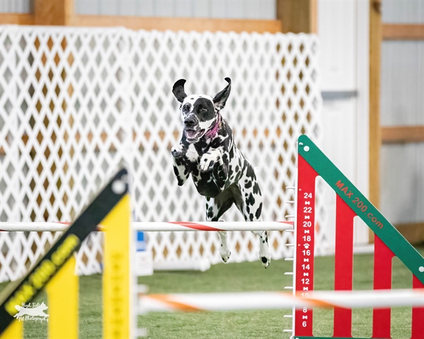 AKC Agility Trial