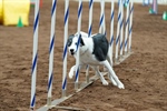 AKC Agility Trial