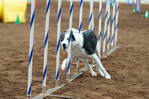 AKC Agility Trial