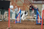 AKC Agility Trial