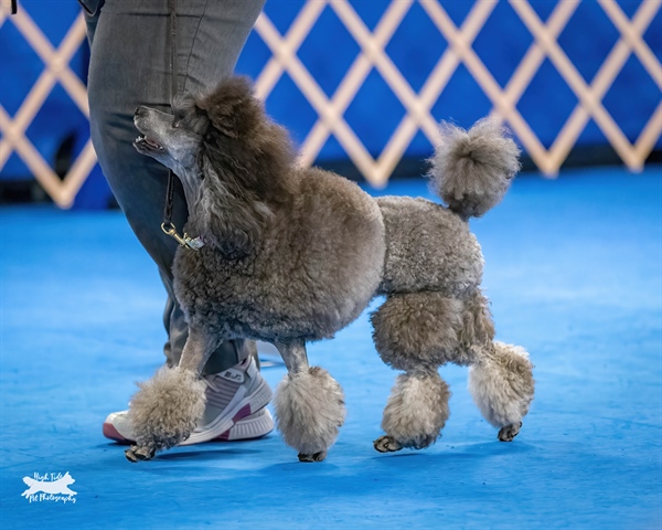 Obedience Match